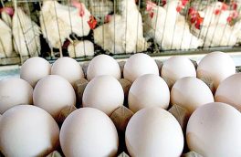 تولید تخم مرغ در آذربایجان شرقی بیش از سرانه کشور